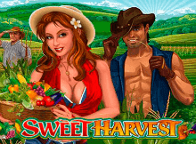 Sweet Harvest