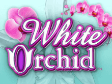 White Orchid